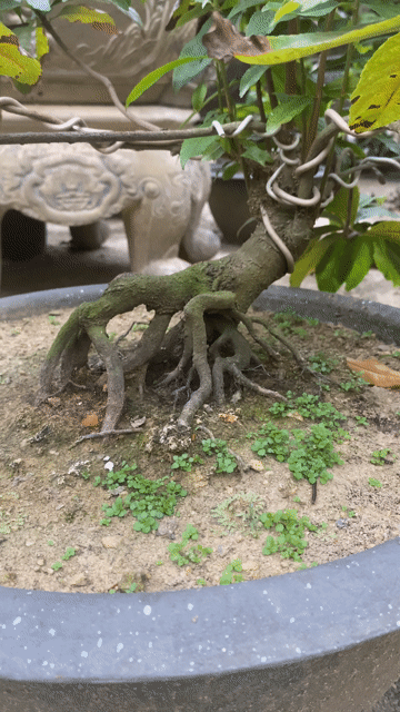 Cây cảnh bonsai Hoàng mai Huế gốc già đế nổi. Mua bán Cây cảnh, đồ trang trí tại Thị xã Hương Thủy Thừa Thiên Huế được đăng bởi Vườn Mai Cầu Ngói hình 1