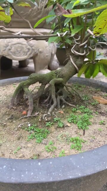 Cây cảnh bonsai Hoàng mai Huế gốc già đế nổi. Mua bán Cây cảnh, đồ trang trí tại Thị xã Hương Thủy Thừa Thiên Huế được đăng bởi Vườn Mai Cầu Ngói hình 1