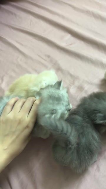 Mèo nhà trồng tìm bame iu thương. Mua bán Mèo tại Quận 11 Tp Hồ Chí Minh được đăng bởi Ngọc Ngọc Meow hình 1