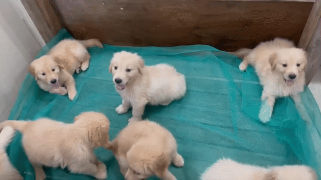 Chó Golden Retriever Vàng kem Đực Cái. Mua bán Chó tại Quận Đồ Sơn Hải Phòng được đăng bởi Nguyễn Hiệp hình 1