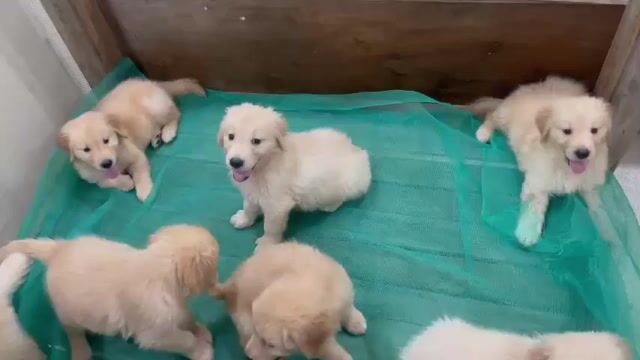 Chó Golden Retriever Vàng kem Đực Cái. Mua bán Chó tại Quận Đồ Sơn Hải Phòng được đăng bởi Nguyễn Hiệp hình 1
