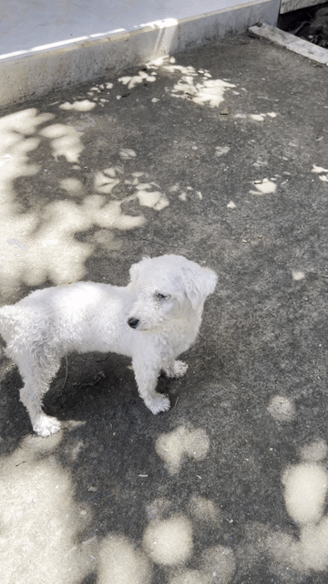Chó Poodle mini cái 5 tháng. Mua bán Chó tại Huyện Cần Giuộc Long An được đăng bởi khanhex hình 1
