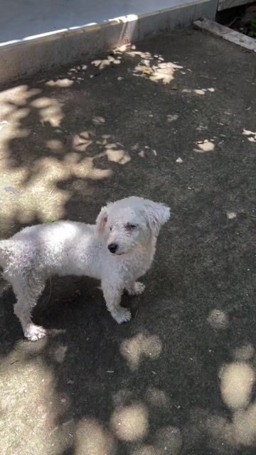 Chó Poodle mini cái 5 tháng. Mua bán Chó tại Huyện Cần Giuộc Long An được đăng bởi khanhex hình 1