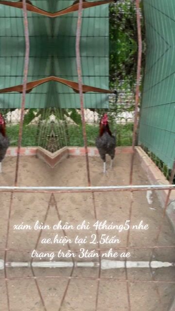 Gà đá Xám bùn chân chì 5 tháng. Mua bán Gà tại Huyện Trà Ôn Vĩnh Long được đăng bởi Nguyễn thành luân hình 1