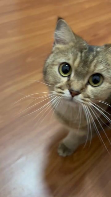 Mèo Blackgolden cái 2 tuổi. Mua bán Mèo tại Quận Bình Tân Tp Hồ Chí Minh được đăng bởi Thái Hòa hình 1