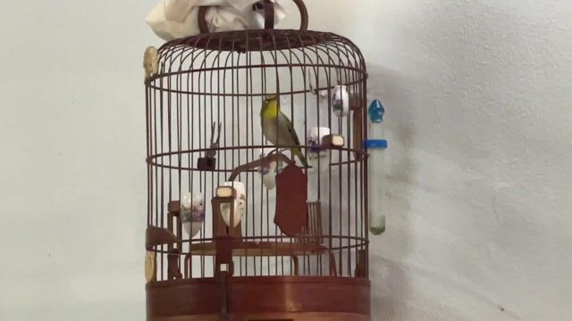 Chim khoen líu tốt. Mua bán Chim tại Quận 3 Tp Hồ Chí Minh được đăng bởi moonlight hình 1