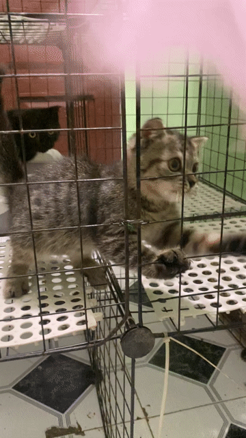 Mèo Anh lông ngắn Đực Tabby Classic 2 tháng. Mua bán Mèo tại Quận Gò Vấp Tp Hồ Chí Minh được đăng bởi Nga Nguyễn hình 1