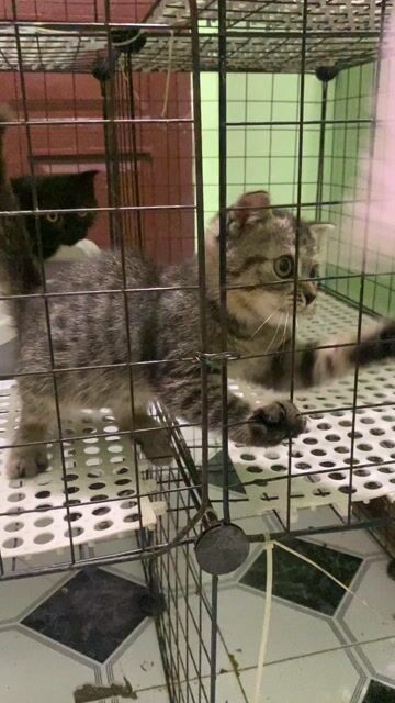 Mèo Anh lông ngắn Đực Tabby Classic 2 tháng. Mua bán Mèo tại Quận Gò Vấp Tp Hồ Chí Minh được đăng bởi Nga Nguyễn hình 1