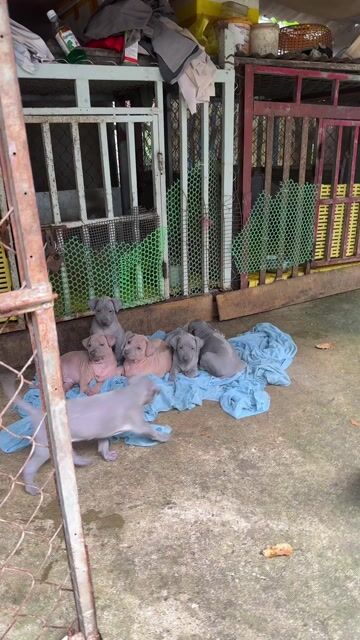 Quốc Khuyển Thái Lan Khung To. Mua bán Chó tại Huyện Cái Bè Tiền Giang được đăng bởi Trại Chó Xoáy Thái Miền Tây hình 1