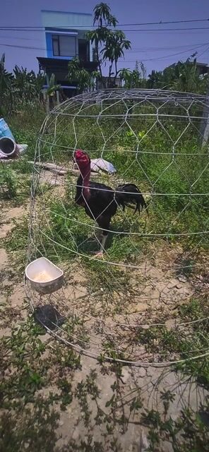 Gà chọi Tía chân xanh trống. Mua bán Gà tại Quận Cẩm Lệ Đà Nẵng được đăng bởi giao lưu chia sẻ gà chiến hình 1