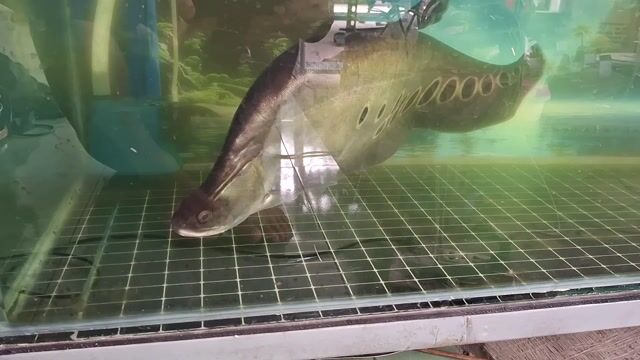 Cá cảnh Cá thác lác 50cm+. Mua bán Thú cưng khác tại Thành phố Vị Thanh Hậu Giang được đăng bởi Hải hồ hình 1