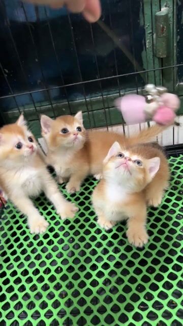 Còn em golden ny12 cái cuối thôi nè. Mua bán Mèo tại Quận 11 Tp Hồ Chí Minh được đăng bởi Ngọc Ngọc Meow hình 1