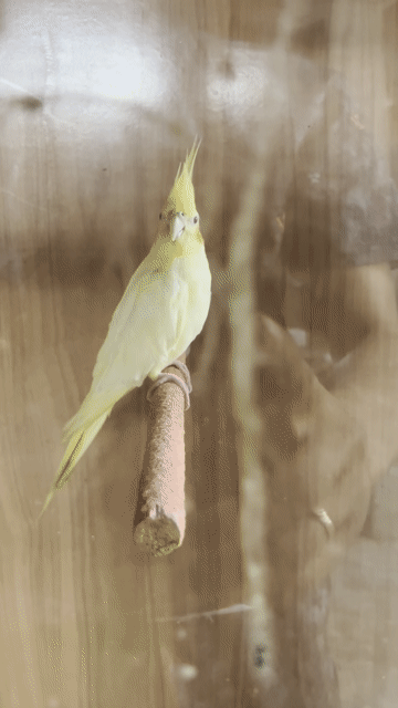 Chim Vẹt Cockatiel vàng nhạt. Mua bán Chim tại Huyện Phong Điền Thừa Thiên Huế được đăng bởi phong hình 1