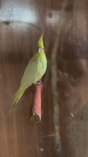 Chim Vẹt Cockatiel vàng nhạt. Mua bán Chim tại Huyện Phong Điền Thừa Thiên Huế được đăng bởi phong hình 1