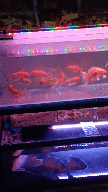 Cá cảnh cam 9 con phi tần. Mua bán Thú cưng khác tại Quận 12 Tp Hồ Chí Minh được đăng bởi quach tinh hình 1