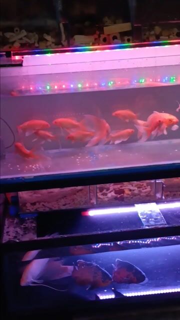 Cá cảnh cam 9 con phi tần. Mua bán Thú cưng khác tại Quận 12 Tp Hồ Chí Minh được đăng bởi quach tinh hình 1