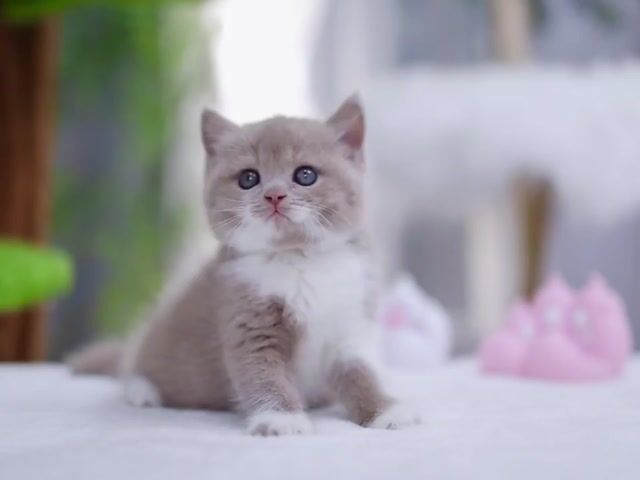 Mèo Anh lông ngắn cái mèo con. Mua bán Mèo tại Quận Đống Đa Hà Nội được đăng bởi Nguyễn Hạnh hình 1