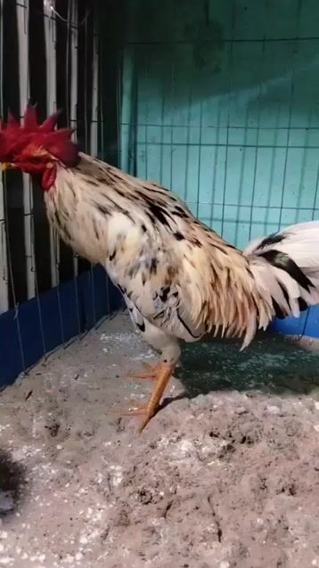 thanh lý bướm hiện 2kg950 chạng 3kg100. Mua bán Gà tại Huyện Bình Chánh Tp Hồ Chí Minh được đăng bởi Gà Bư Cứt Heo hình 1