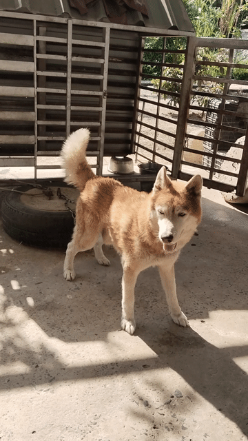 Cho husky đực 1 tuoi. Mua bán Chó tại Thành phố Bà Rịa Bà Rịa - Vũng Tàu được đăng bởi thuy tran hình 1