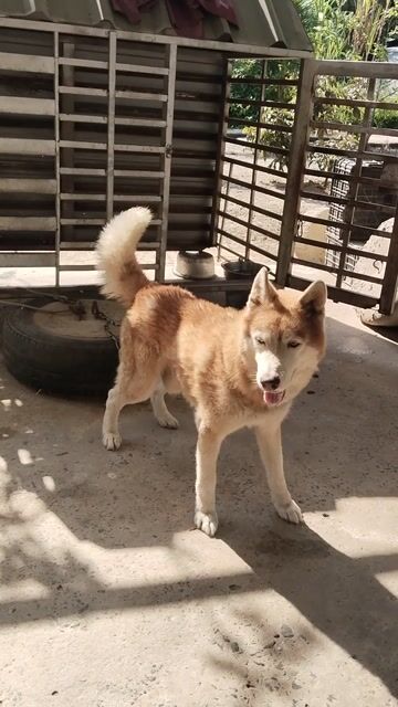 Cho husky đực 1 tuoi. Mua bán Chó tại Thành phố Bà Rịa Bà Rịa - Vũng Tàu được đăng bởi thuy tran hình 1