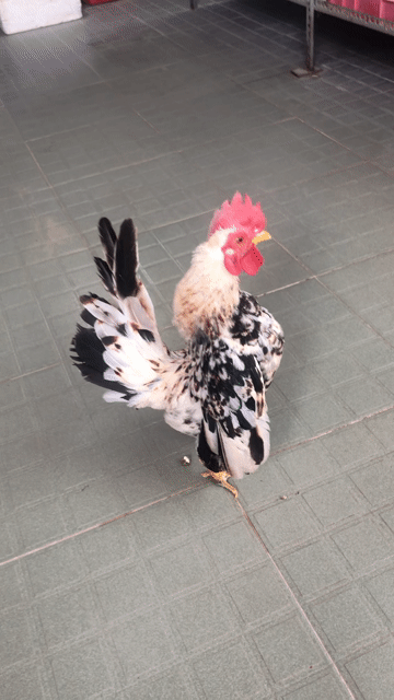 Gà trống Serrema chuối trống. Mua bán Gà tại Quận Bình Thạnh Tp Hồ Chí Minh được đăng bởi Nguyễn Thanh Lam hình 1