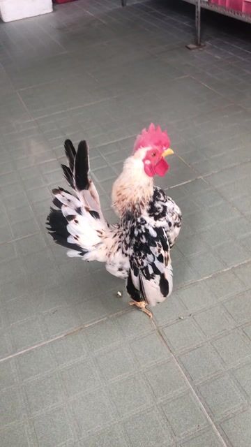 Gà trống Serrema chuối trống. Mua bán Gà tại Quận Bình Thạnh Tp Hồ Chí Minh được đăng bởi Nguyễn Thanh Lam hình 1