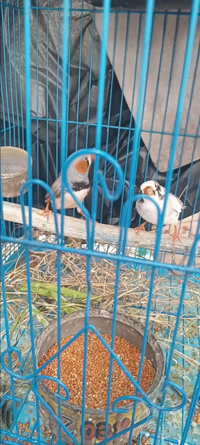 Chim manh manh Nhật Đa sắc. Mua bán Chim tại Huyện Hóc Môn Tp Hồ Chí Minh được đăng bởi Như Lê hình 1
