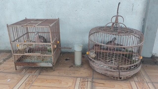 Chim cu Lai Malai 2 con. Mua bán Chim tại Quận Cẩm Lệ Đà Nẵng được đăng bởi Mun hình 1