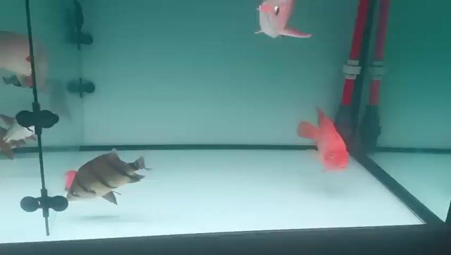 Cá Rồng Huyết Long Đỏ 50 cm đầu muỗng đuôi càn. Mua bán Thú cưng khác tại Quận Bình Tân Tp Hồ Chí Minh được đăng bởi giau hình 1