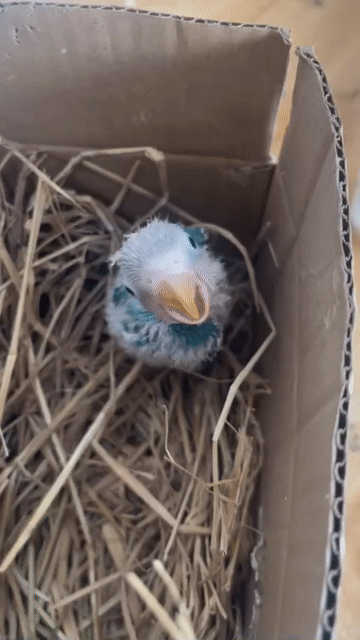 Vẹt Lovebird. Mua bán Chim tại Huyện Hóc Môn Tp Hồ Chí Minh được đăng bởi Đạt hình 1