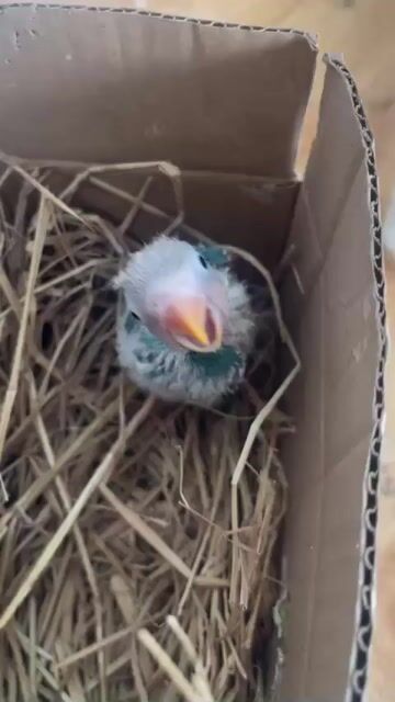 Vẹt Lovebird. Mua bán Chim tại Huyện Hóc Môn Tp Hồ Chí Minh được đăng bởi Đạt hình 1