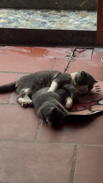 PHỐI GIỐNG MÈO BICORLOR SẢN PHẨM ĐẸP. Mua bán Mèo tại Quận Hà Đông Hà Nội được đăng bởi Thu Minh hình 1