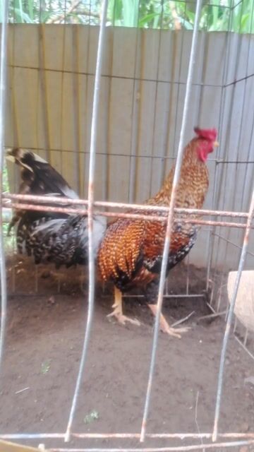 Gà chọi 2.2kg Đực. Mua bán Gà tại Huyện Cờ Đỏ Cần Thơ được đăng bởi Gồm hình 1