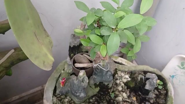 Tiểu cảnh đá cây cảnh Phú Nhuận. Mua bán Cây cảnh, đồ trang trí tại Quận Phú Nhuận Tp Hồ Chí Minh được đăng bởi Tony Phat hình 1