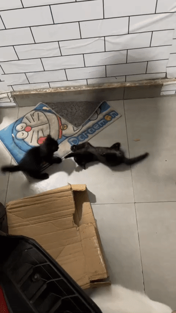 Mèo Anh lông ngắn đen cái 2 tháng. Mua bán Mèo tại Quận 11 Tp Hồ Chí Minh được đăng bởi Vi Milk hình 1