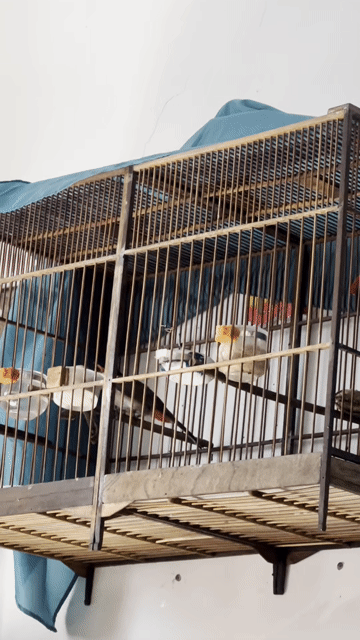 Chim chào mào 2 mùa hót như máy chơi cafe đấu. Mua bán Chim tại Quận Gò Vấp Tp Hồ Chí Minh được đăng bởi nguyen van hai lê đuc thọ go vap chuyên cung cấp đồ điện gia dụng giá re hình 1