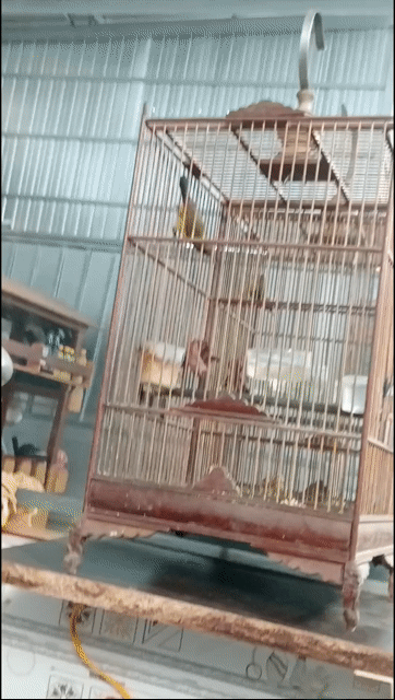 Chim 5 màu 3 mùa chim thi đấu. Mua bán Chim tại Quận 3 Tp Hồ Chí Minh được đăng bởi Tuấn anh hình 1