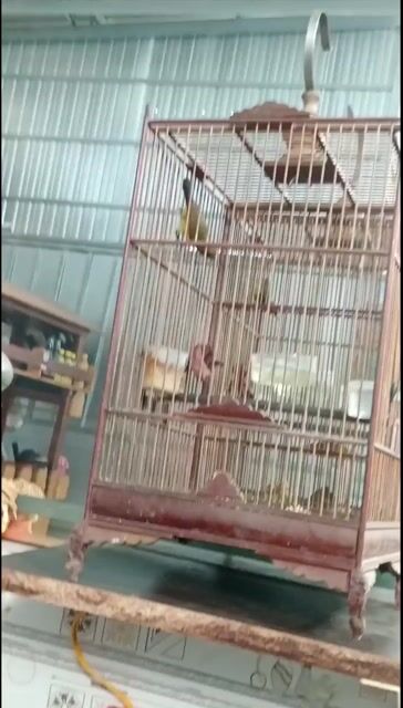 Chim 5 màu 3 mùa chim thi đấu. Mua bán Chim tại Quận 3 Tp Hồ Chí Minh được đăng bởi Tuấn anh hình 1
