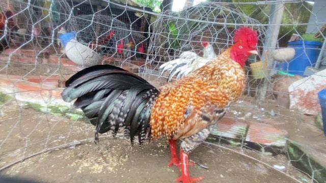 cu 3 ki tay day gan lực. Mua bán Gà tại Quận Ô Môn Cần Thơ được đăng bởi VŨ GÀ VIỆT  hình 1