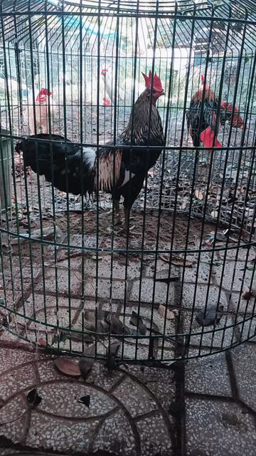 Gà chọi trống chân xanh 3.4 kg. Mua bán Gà tại Thành phố Sóc Trăng Sóc Trăng được đăng bởi Quốc Sóc Trăng hình 1