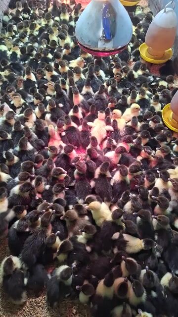 Gà ta lai nòi con đã chích vacxin. Mua bán Gà tại Quận 12 Tp Hồ Chí Minh được đăng bởi Lê Thị Hảo hình 1