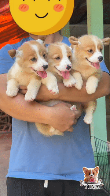 Chó Corgi 2 tháng vàng trắng. Mua bán Chó tại Quận 3 Tp Hồ Chí Minh được đăng bởi Thùy Trang hình 1