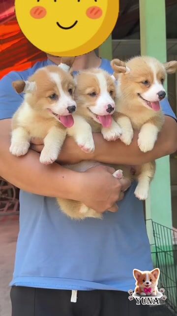 Chó Corgi 2 tháng vàng trắng. Mua bán Chó tại Quận 3 Tp Hồ Chí Minh được đăng bởi Thùy Trang hình 1