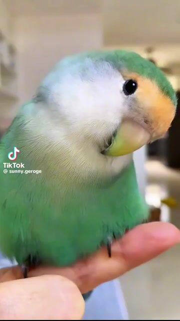 lovebird không viền. Mua bán Chim tại Quận Bình Tân Tp Hồ Chí Minh được đăng bởi Tiên hình 1