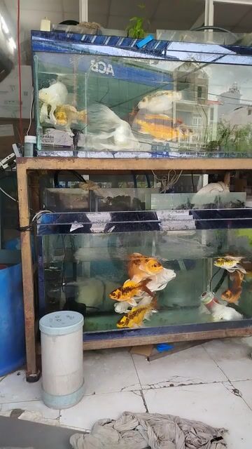 Hồ cá Sắt 2 tầng 1m x 40cm x 50cm. Mua bán Phụ kiện, Thức ăn, Dịch vụ tại Quận Bình Tân Tp Hồ Chí Minh được đăng bởi Petshop Văn Hùng hình 1