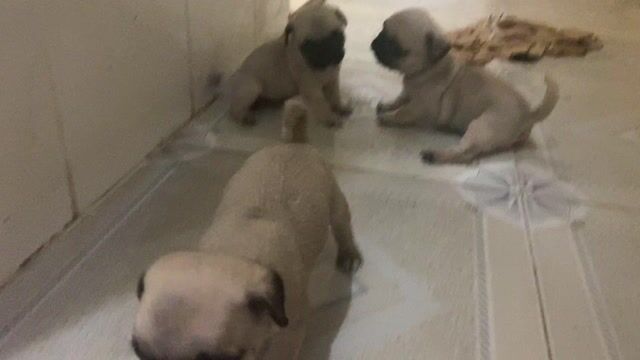 PUG CÁI - ĐỰC NHÀ NUÔI. Mua bán Chó tại Quận 8 Tp Hồ Chí Minh được đăng bởi Cao Trường Thịnh  hình 1
