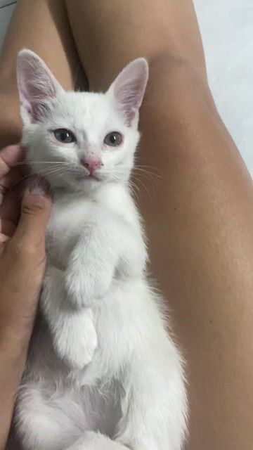 Mèo Ald lai 2 tháng. Mua bán Mèo tại Quận Gò Vấp Tp Hồ Chí Minh được đăng bởi Ngọc hình 1