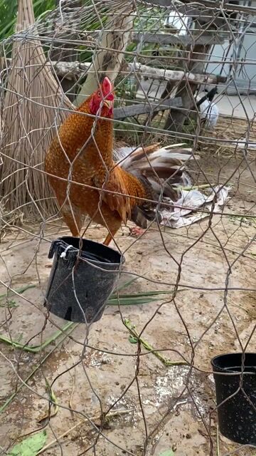 Gà trống Nâu đỏ Đực Khỏe mạnh. Mua bán Gà tại Quận Bình Tân Tp Hồ Chí Minh được đăng bởi trại gà gò công hình 1