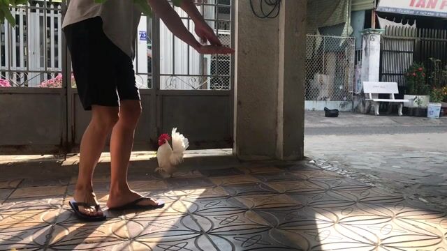 Gà Tre Kiểng Serama Tí Hon Biết Bay Lên Tay. Mua bán Gà tại Quận Ninh Kiều Cần Thơ được đăng bởi ĐAM MÊ DẪN LỐI hình 1