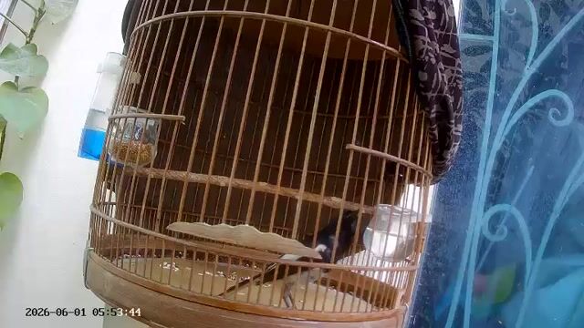 Choè than mộc dở. Mua bán Chim tại Quận Hà Đông Hà Nội được đăng bởi Hoang Long hình 1